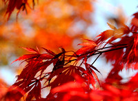Japanese Maple in Fall